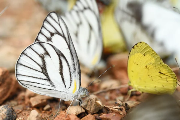 Schmetterling auf dem Boden — Stockfoto