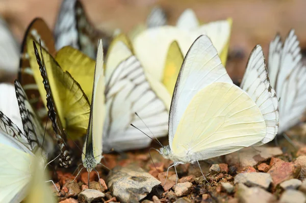 Borboleta no chão — Fotografia de Stock