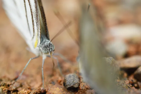 Borboleta no chão — Fotografia de Stock