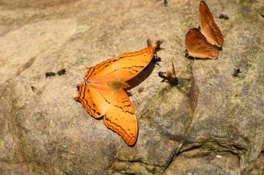 Katta turuncu büyük yeoman kelebek