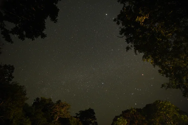 Cielo nocturno con la Vía Láctea sobre el bosque y los árboles — Foto de Stock