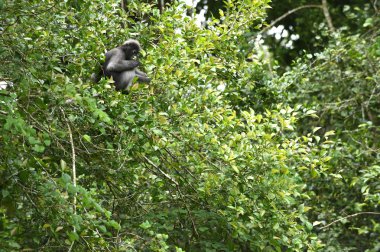Gölgeli yaprak maymun doğada