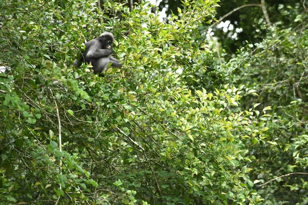 Dämmerung Blatt Affe in der Natur — Stockfoto