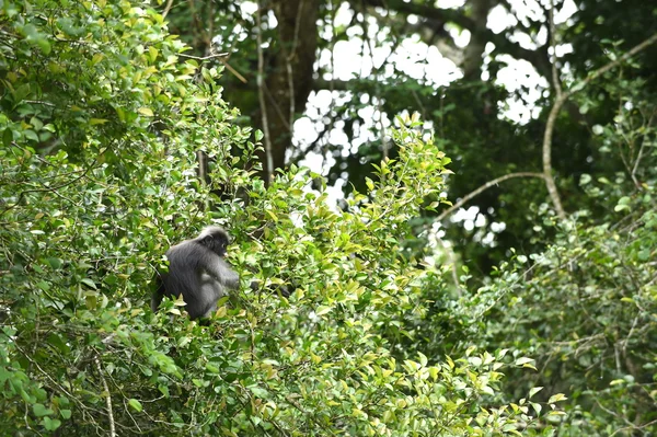 Dämmerung Blatt Affe in der Natur — Stockfoto