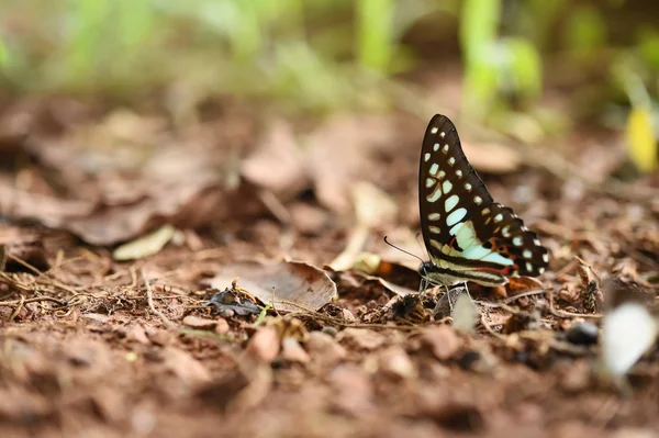 Mariposa en el suelo —  Fotos de Stock