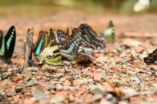 Butterfly on the ground — Stock Photo, Image