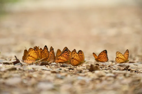 Naranja gran mariposa yeoman en el suelo —  Fotos de Stock