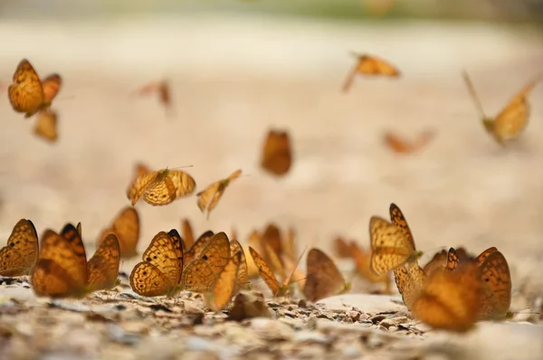 Laranja Grande yeoman borboleta no chão — Fotografia de Stock