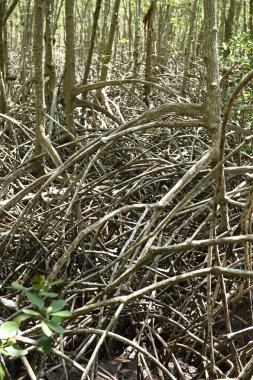 Mangrov orman Prachuap Khiri Khan il