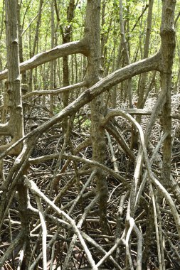 Mangrov orman Prachuap Khiri Khan il