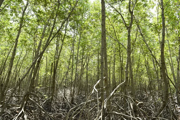 Floresta de mangue na província de Prachuap Khiri Khan — Fotografia de Stock