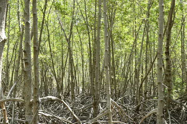 Floresta de mangue na província de Prachuap Khiri Khan — Fotografia de Stock