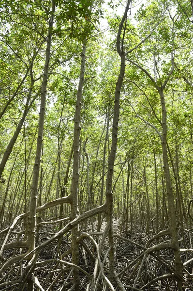 Mangrove forest at Prachuap Khiri Khan province — Stock Photo, Image