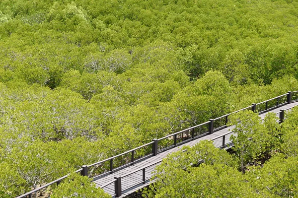 プラチュワップキーリーカン県でマングローブ林 — ストック写真