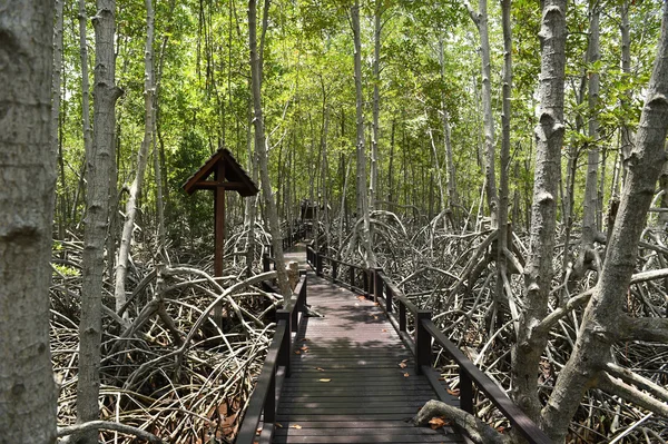 Floresta de mangue na província de Prachuap Khiri Khan — Fotografia de Stock