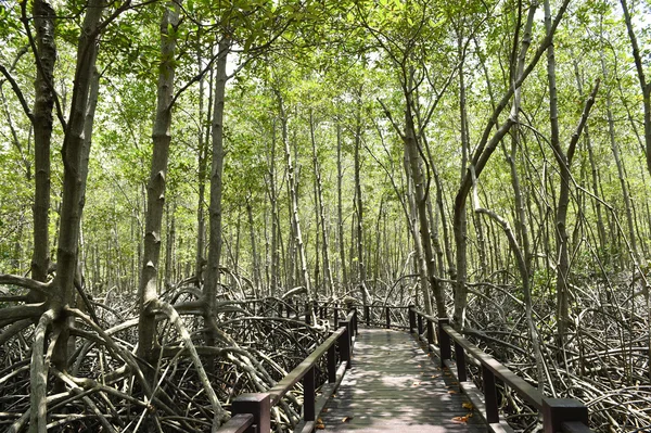 Floresta de mangue na província de Prachuap Khiri Khan — Fotografia de Stock