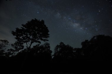 Gece gökyüzü ile Samanyolu orman ve ağaç üzerinde