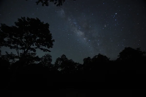 森や木々 に天の川の夜空 — ストック写真