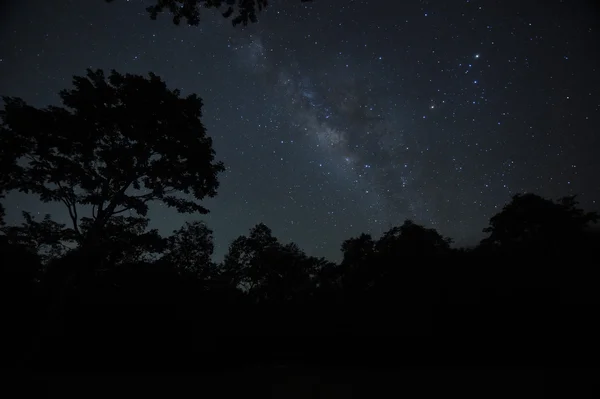 Cielo nocturno con la Vía Láctea sobre el bosque y los árboles Imagen de archivo