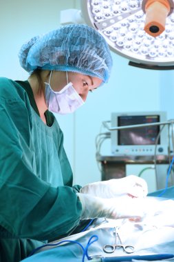 Veteriner Cerrahi operasyon odasında