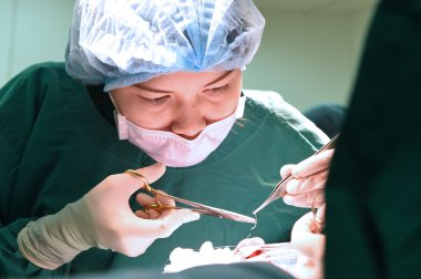 Veteriner Cerrahi operasyon odasında