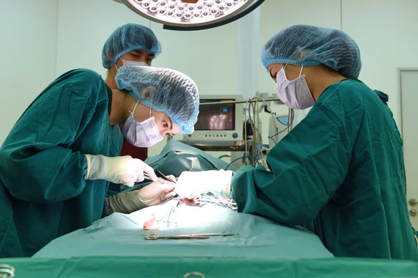 Groupe de chirurgie vétérinaire en salle d'opération — Photo