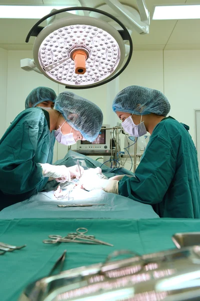 Groupe de chirurgie vétérinaire en salle d'opération — Photo