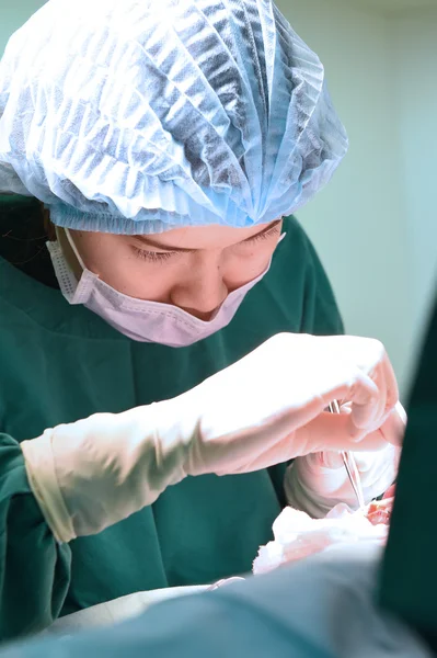 Cirurgia veterinária na sala de operação — Fotografia de Stock