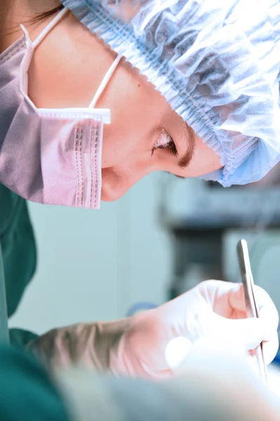 Chirurgie vétérinaire en salle d'opération — Photo