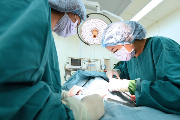 two veterinarian surgeons in operating room