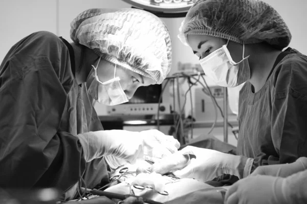 Dois cirurgiões veterinários na sala de operações — Fotografia de Stock