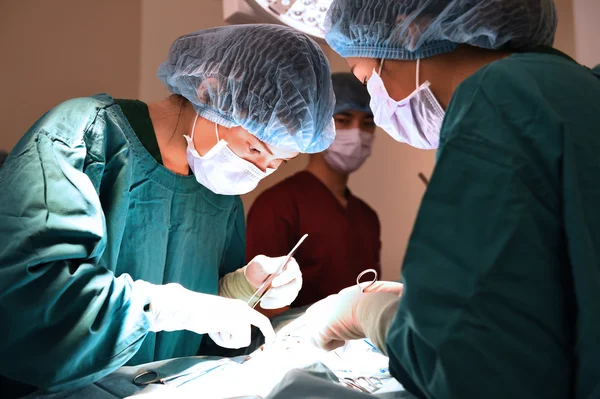 Groep van dierenarts chirurgie in operatie kamer — Stockfoto