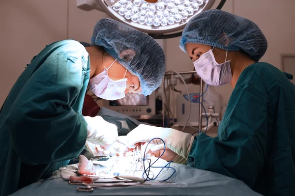 Dois cirurgiões veterinários na sala de operações — Fotografia de Stock