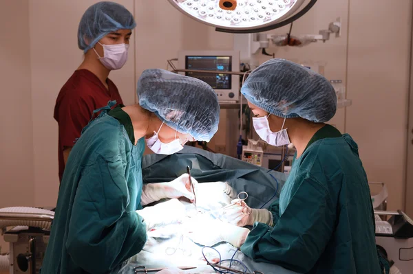 Groupe de chirurgie vétérinaire en salle d'opération — Photo