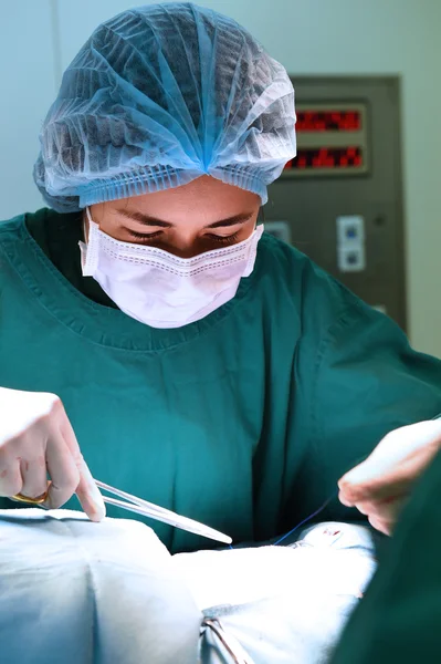 การผ่าตัดสัตวแพทย์ในห้องผ่าตัด — ภาพถ่ายสต็อก