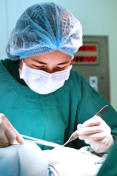 Veterinarian surgery in operation room — Stock Photo, Image