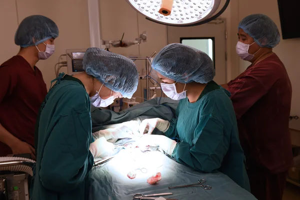 Groupe de chirurgie vétérinaire en salle d'opération — Photo