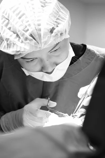 Cirugía veterinaria en sala de operaciones — Foto de Stock