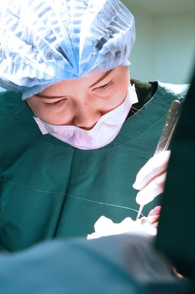 Chirurgie vétérinaire en salle d'opération — Photo