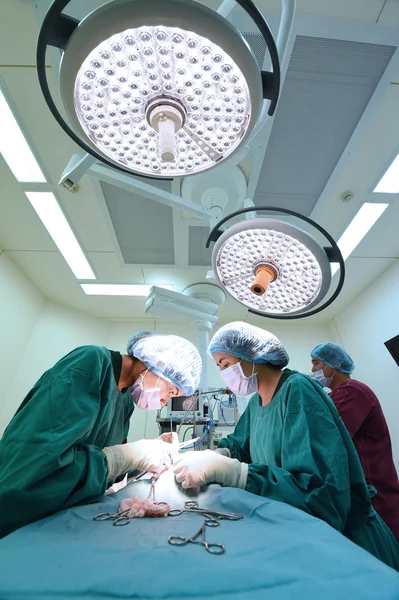 Veteriner Cerrahi operasyon odasında grup