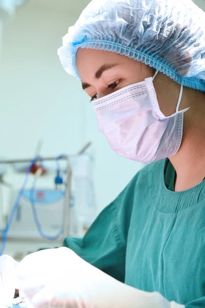 Veterinarian surgery in operation room — Stock Photo, Image