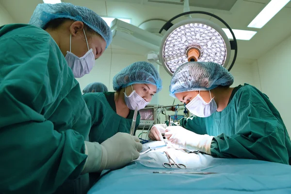 Groupe de chirurgie vétérinaire en salle d'opération — Photo