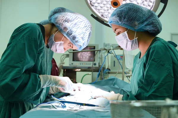 Two veterinarian surgery in operation room — Stock Photo, Image