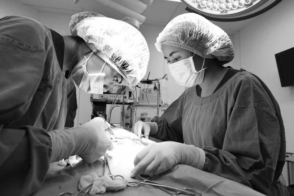 Deux chirurgies vétérinaires en salle d'opération — Photo