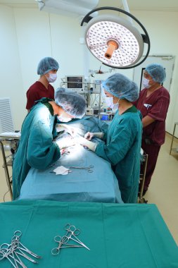 Veteriner Cerrahi operasyon odasında grup