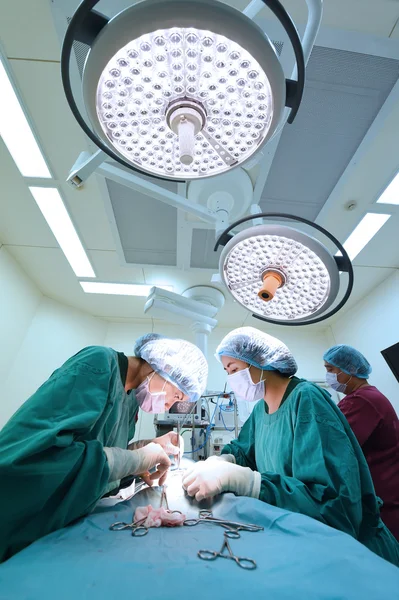 Grupp av veterinär kirurgi i drift rum — Stockfoto