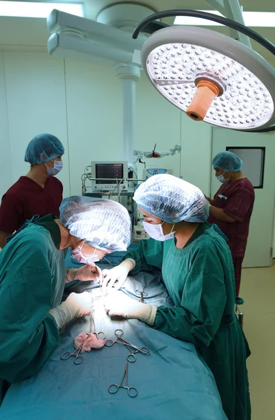 Groupe de chirurgie vétérinaire en salle d'opération — Photo