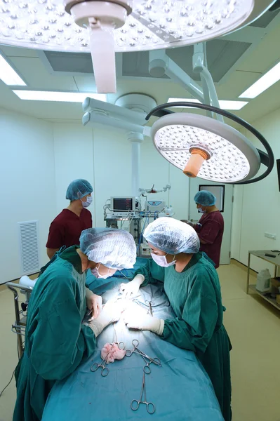 Group of veterinarian surgery in operation room Stock Photo