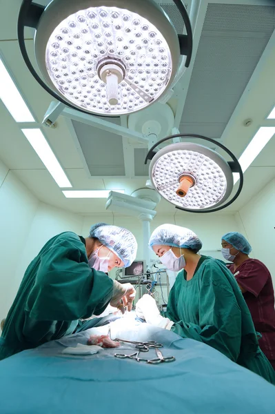 Groupe de chirurgie vétérinaire en salle d'opération — Photo