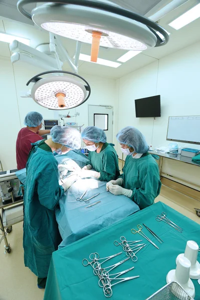 Groupe de chirurgie vétérinaire en salle d'opération — Photo